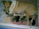 pooh&pups2day5.jpeg
